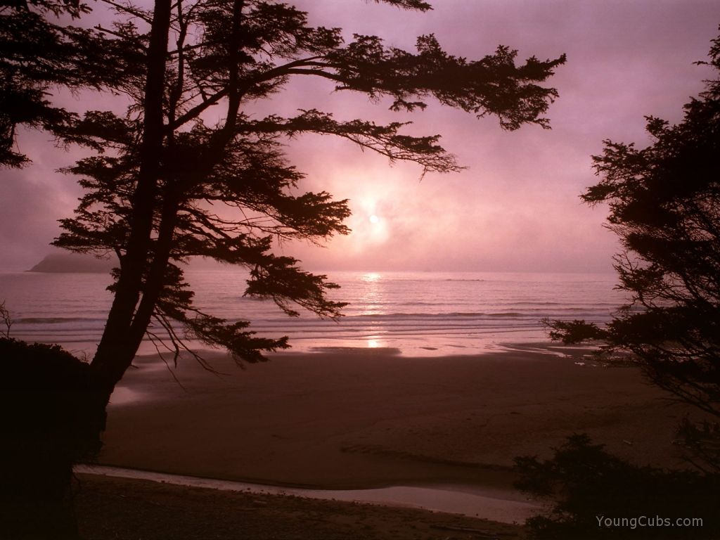 Mosquito Creek Meets the Sea, Olympic National Park, Washington